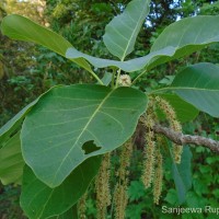 Terminalia bellirica (Gaertn.) Roxb.